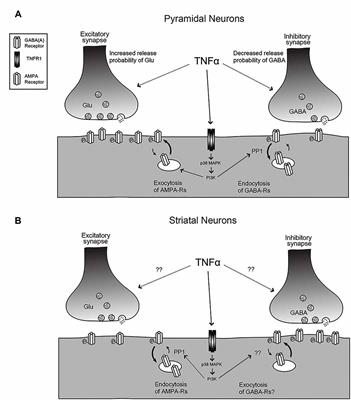 TNF-Mediated Homeostatic Synaptic Plasticity: From in vitro to in vivo Models